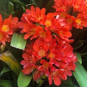 Meet your Posher, Daniella